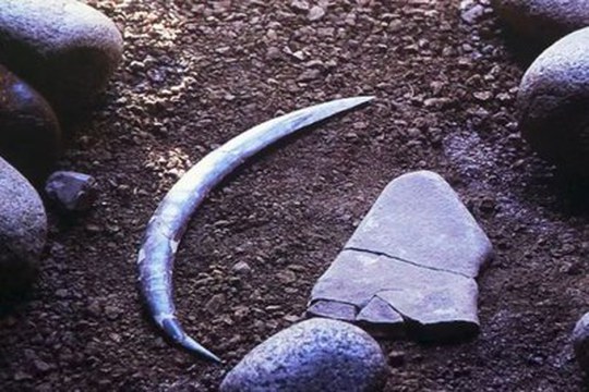 Il boomerang più antico d’Europa (e forse del mondo) Il boomerang più antico d’Europa (e forse del mondo)