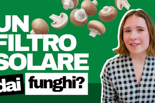 YouTube: Un filtro solare dai funghi? YouTube: Un filtro solare dai funghi?